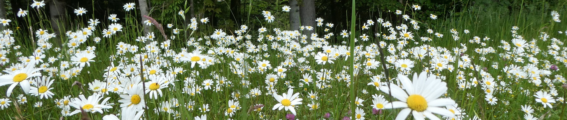 Impressionen Gemeinde Röthenbach i. E.